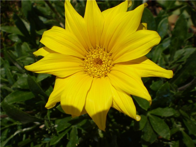 gazanija